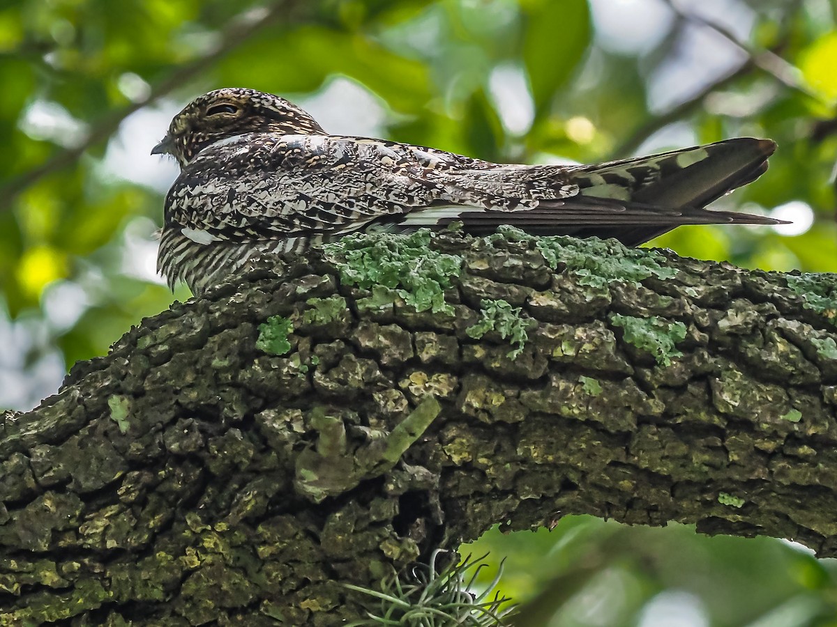 Common Nighthawk - Dwayne Litteer