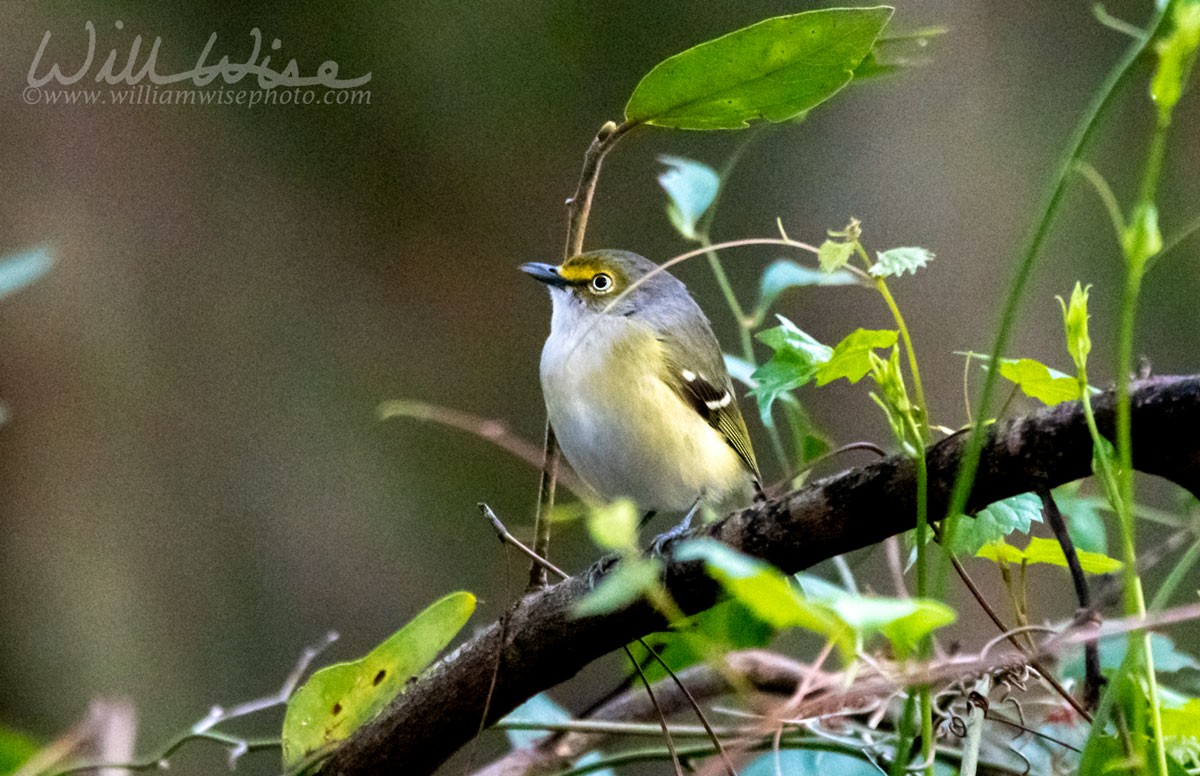 Vireo Ojiblanco - ML234950381