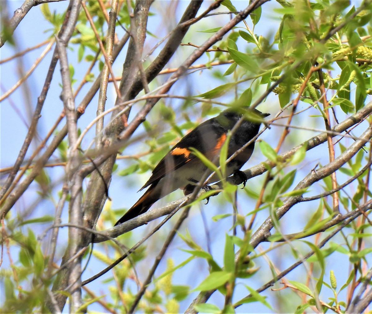 American Redstart - ML234953951