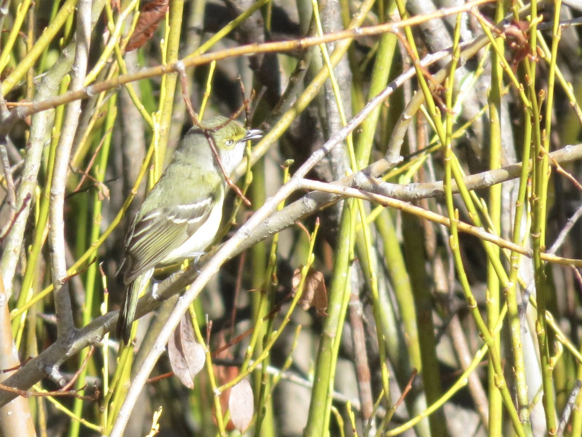 White-eyed Vireo - ML234954591