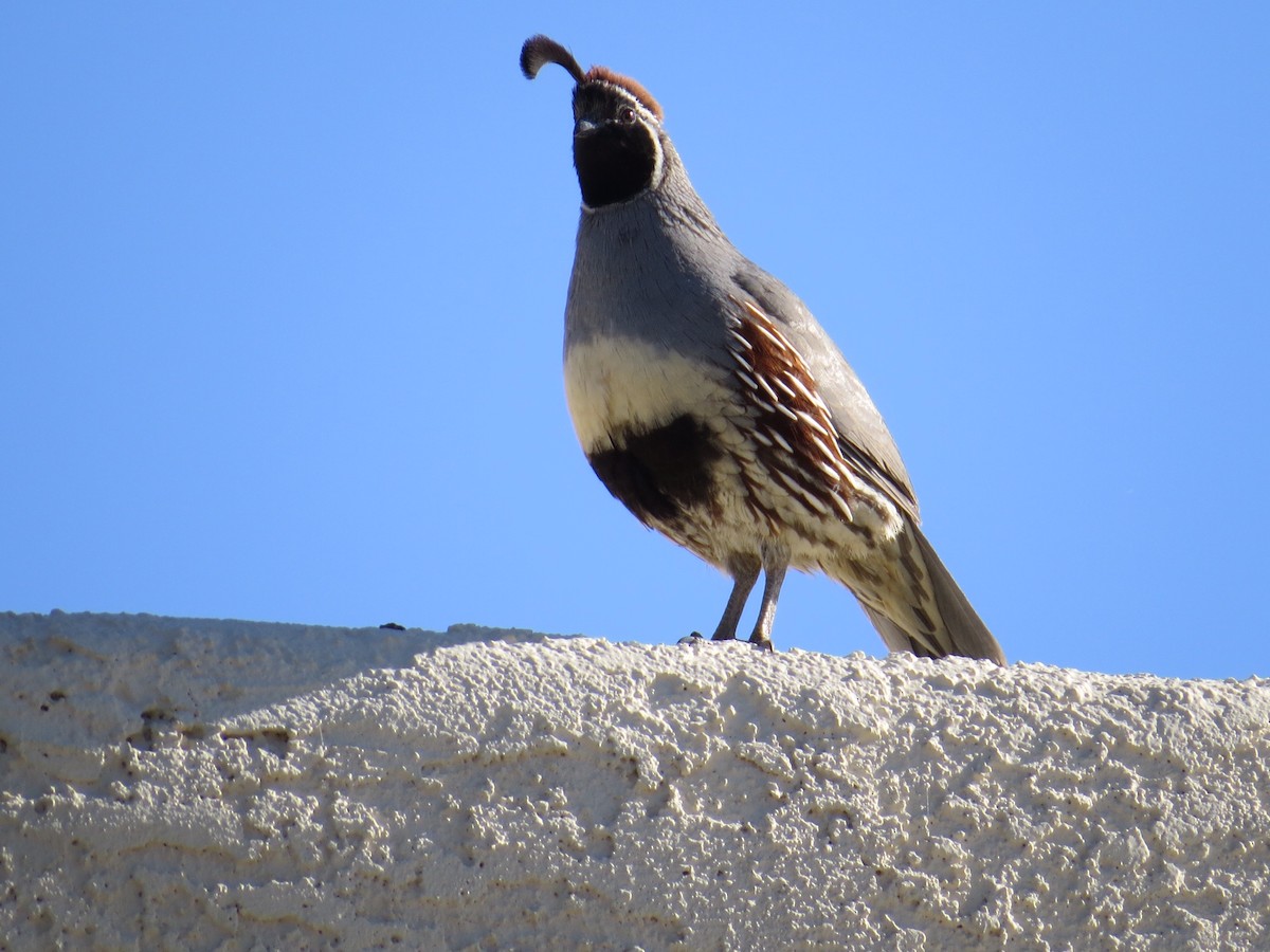 Gambel's Quail - ML234955361