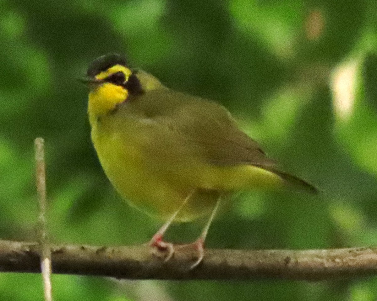 Kentucky Warbler - ML234956441