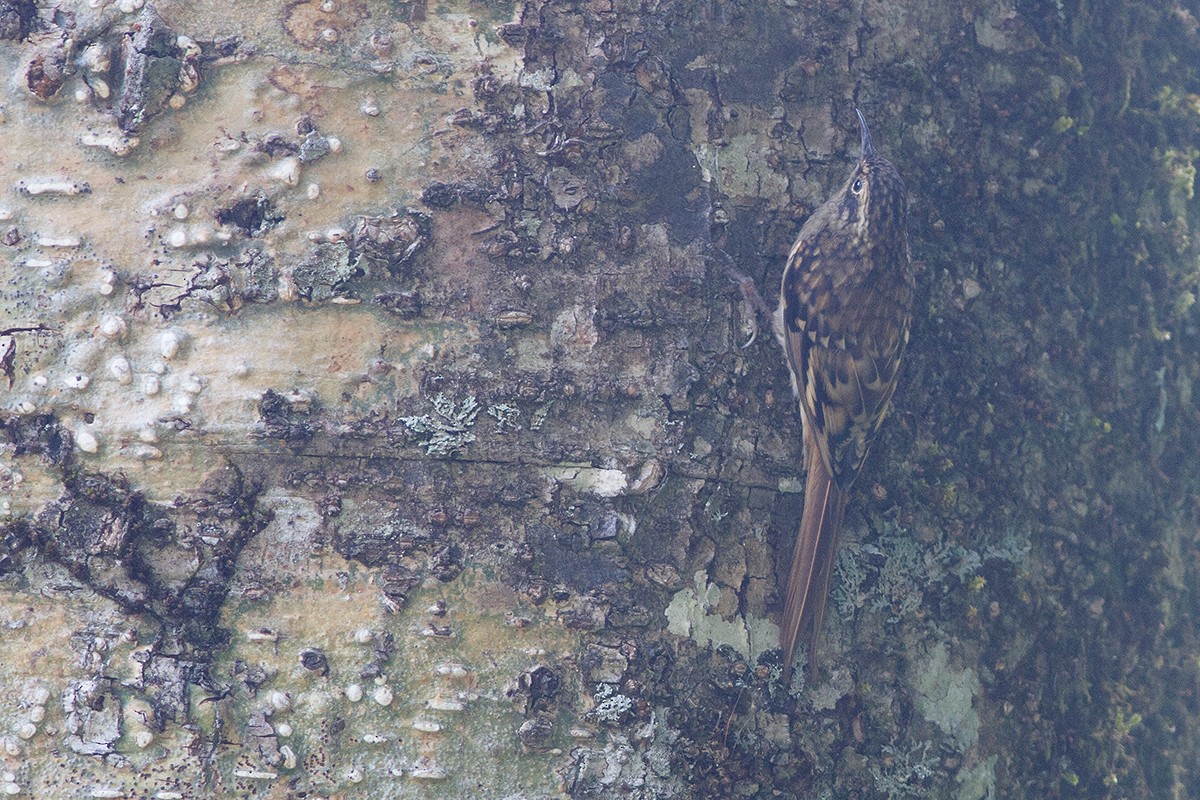 Sikkim Treecreeper - Dibyendu Ash