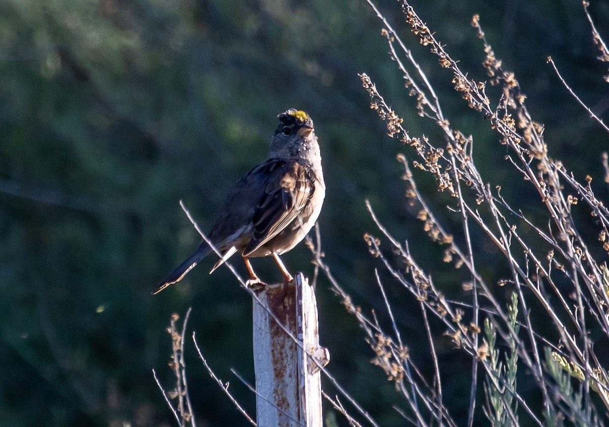Golden-crowned Sparrow - ML234958811