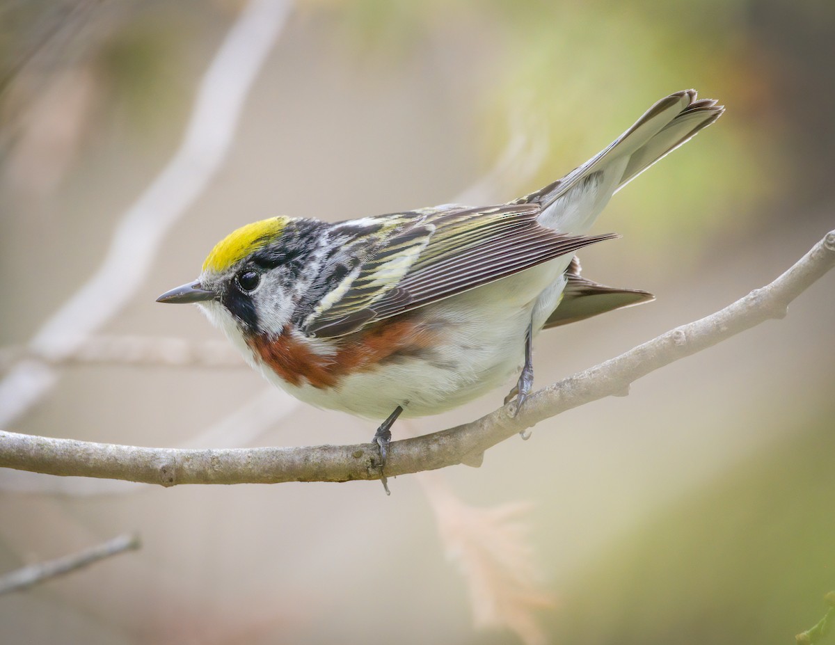 Gelbscheitel-Waldsänger - ML234958851