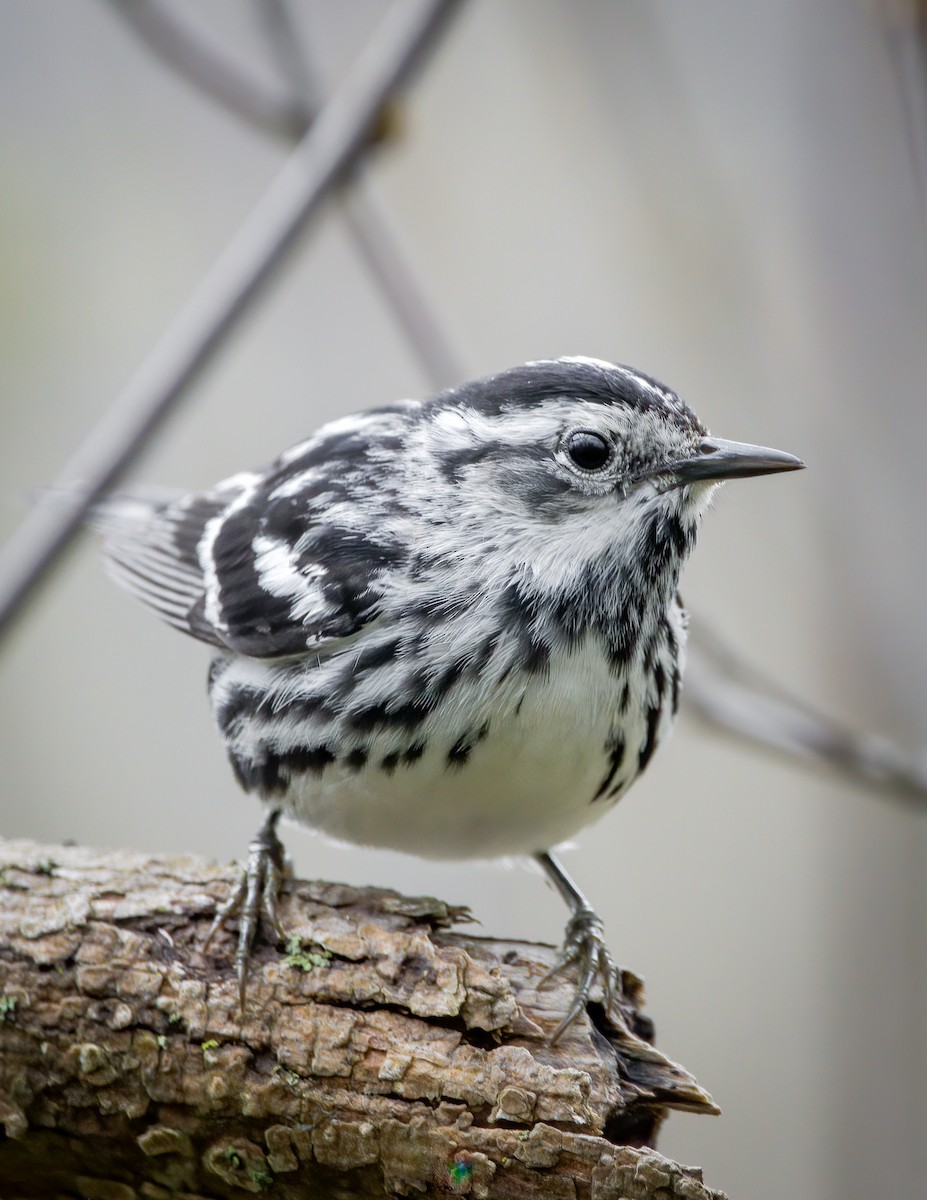 Kletterwaldsänger - ML234958881