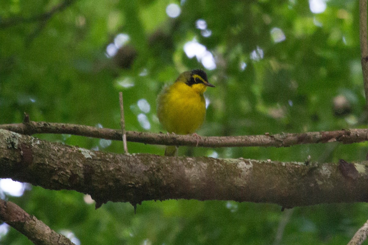 Kentucky Warbler - ML234962571