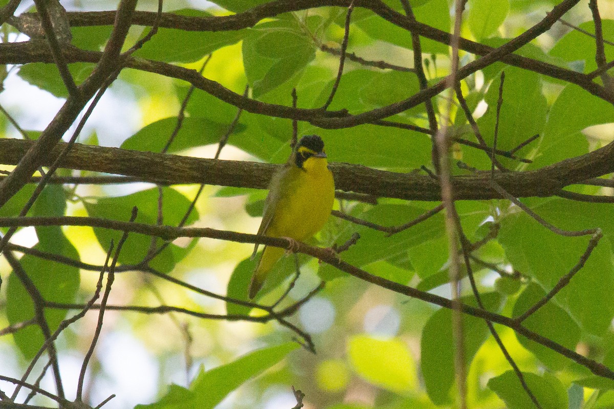 Kentucky Warbler - Kent Fiala