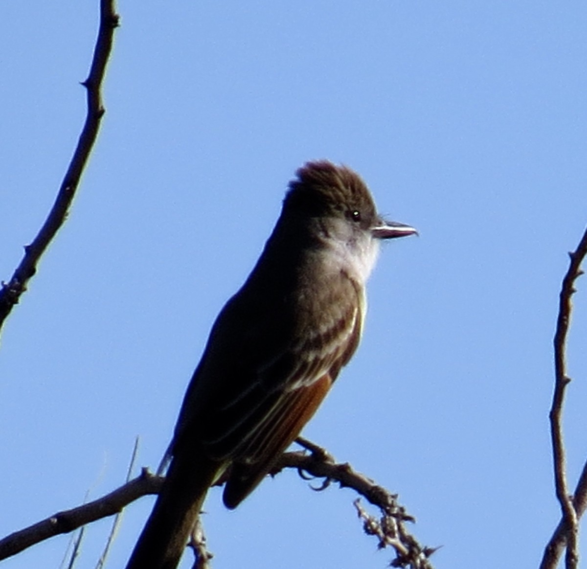 Brown-crested Flycatcher - ML234963711