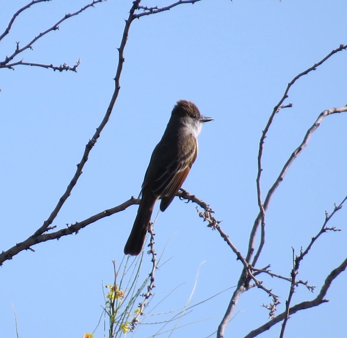 Brown-crested Flycatcher - ML234963721