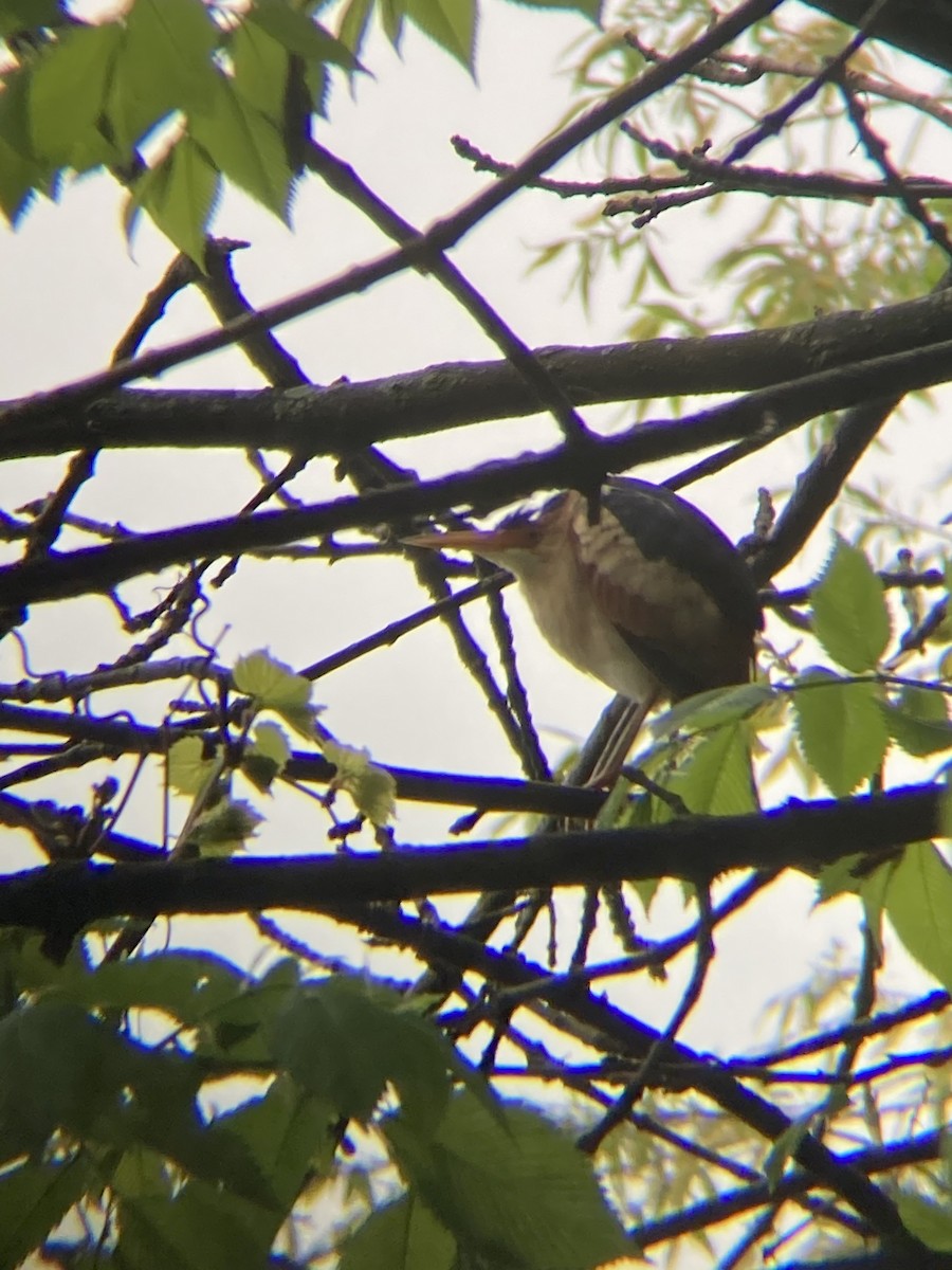 Least Bittern - ML234966061