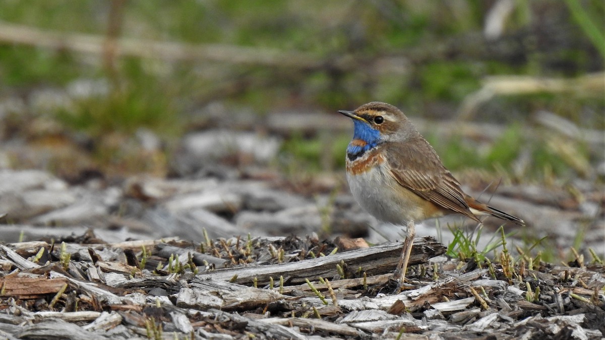 Bluethroat - ML234968161