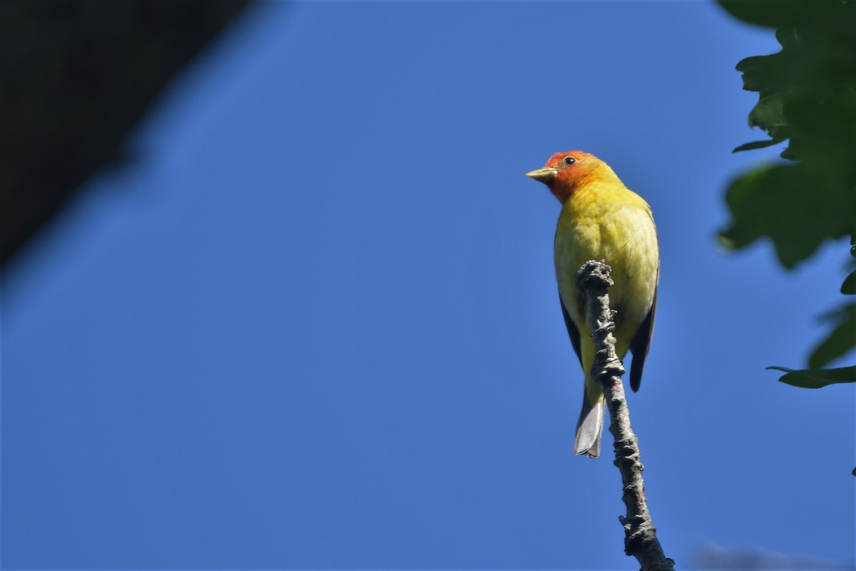 Western Tanager - ML234968431