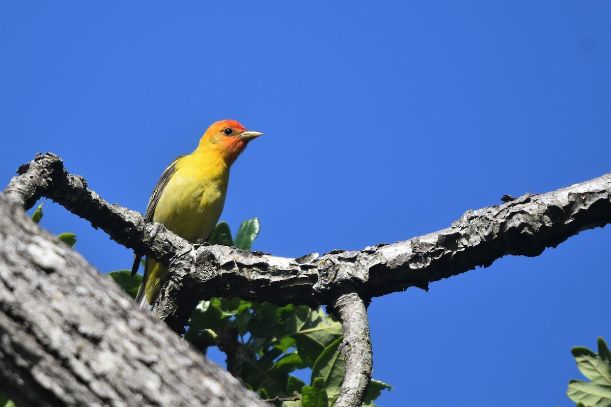 Western Tanager - ML234968441