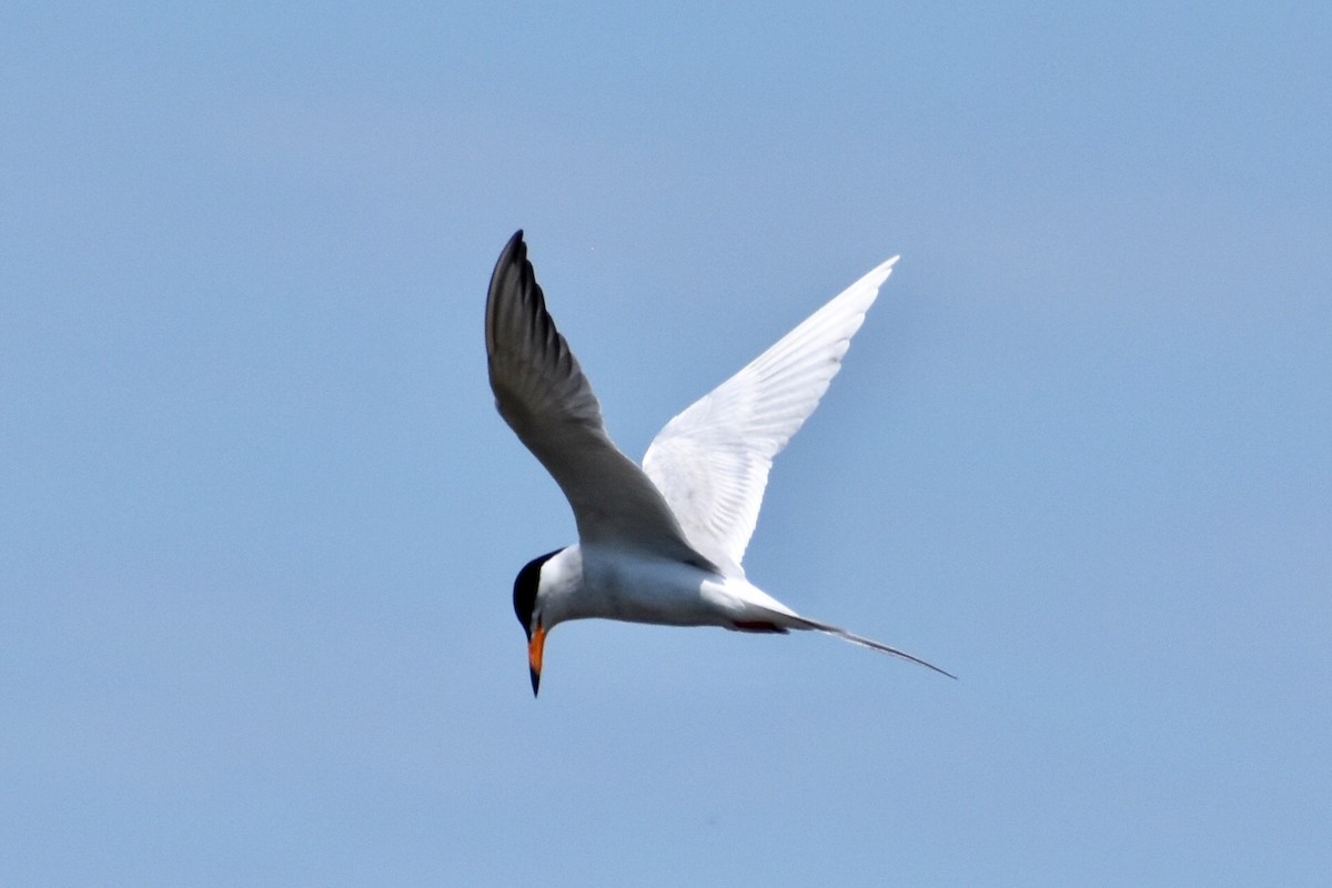 Forster's Tern - Steven Weiss