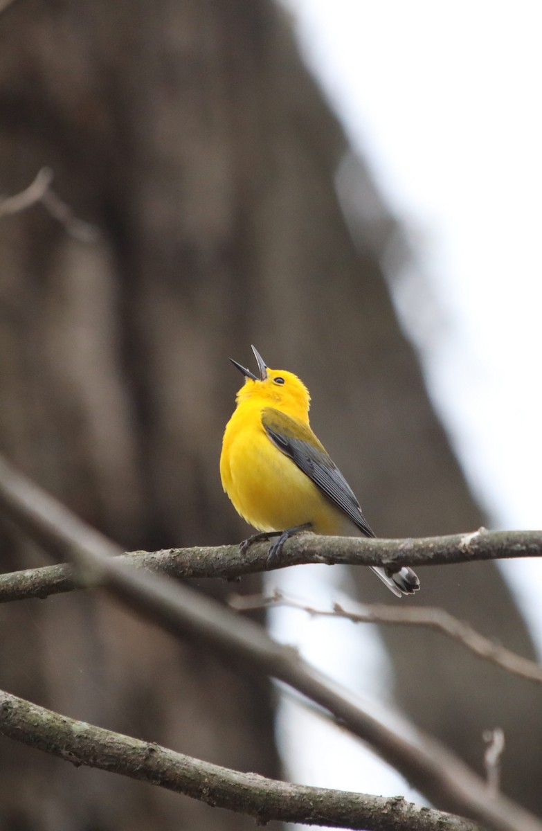 Prothonotary Warbler - Travis Fauteux