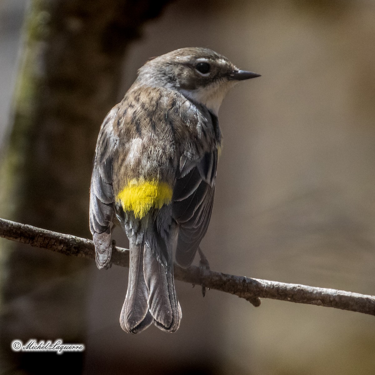 myrteparula - ML234971731