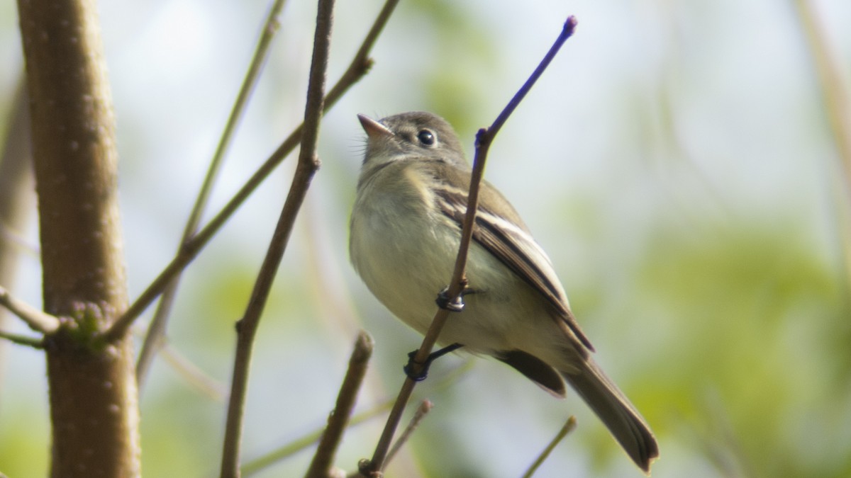 Least Flycatcher - Jasper Weinberg