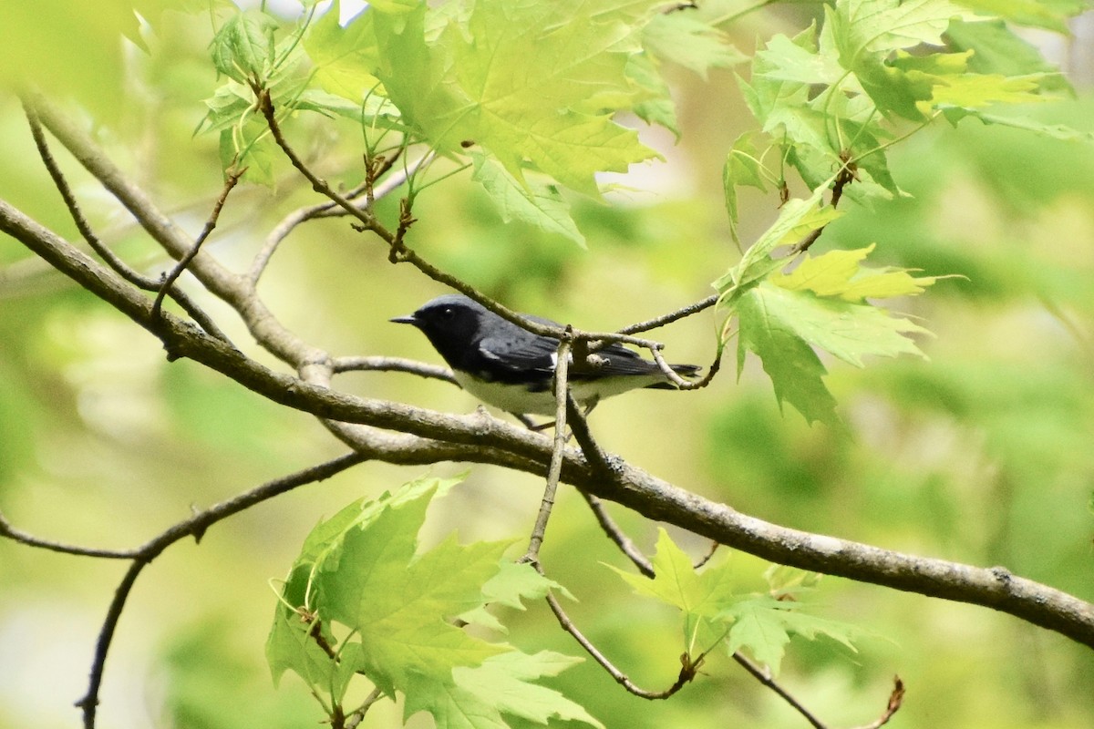 Black-throated Blue Warbler - Michael Lamont