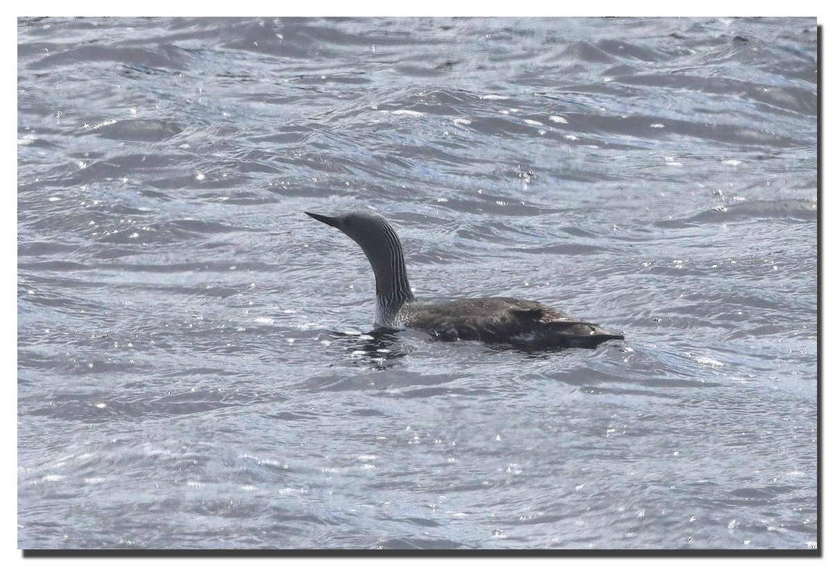Red-throated Loon - ML234973691