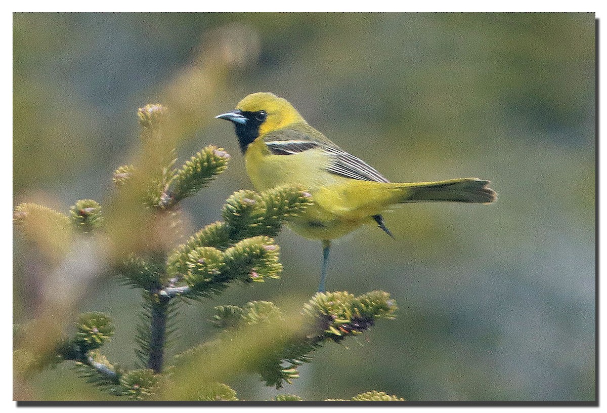 Orchard Oriole - ML234973741