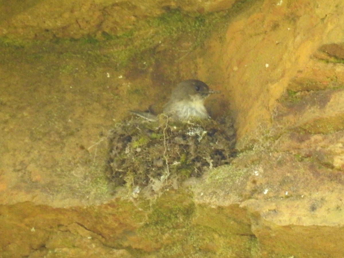 Eastern Phoebe - ML234974911