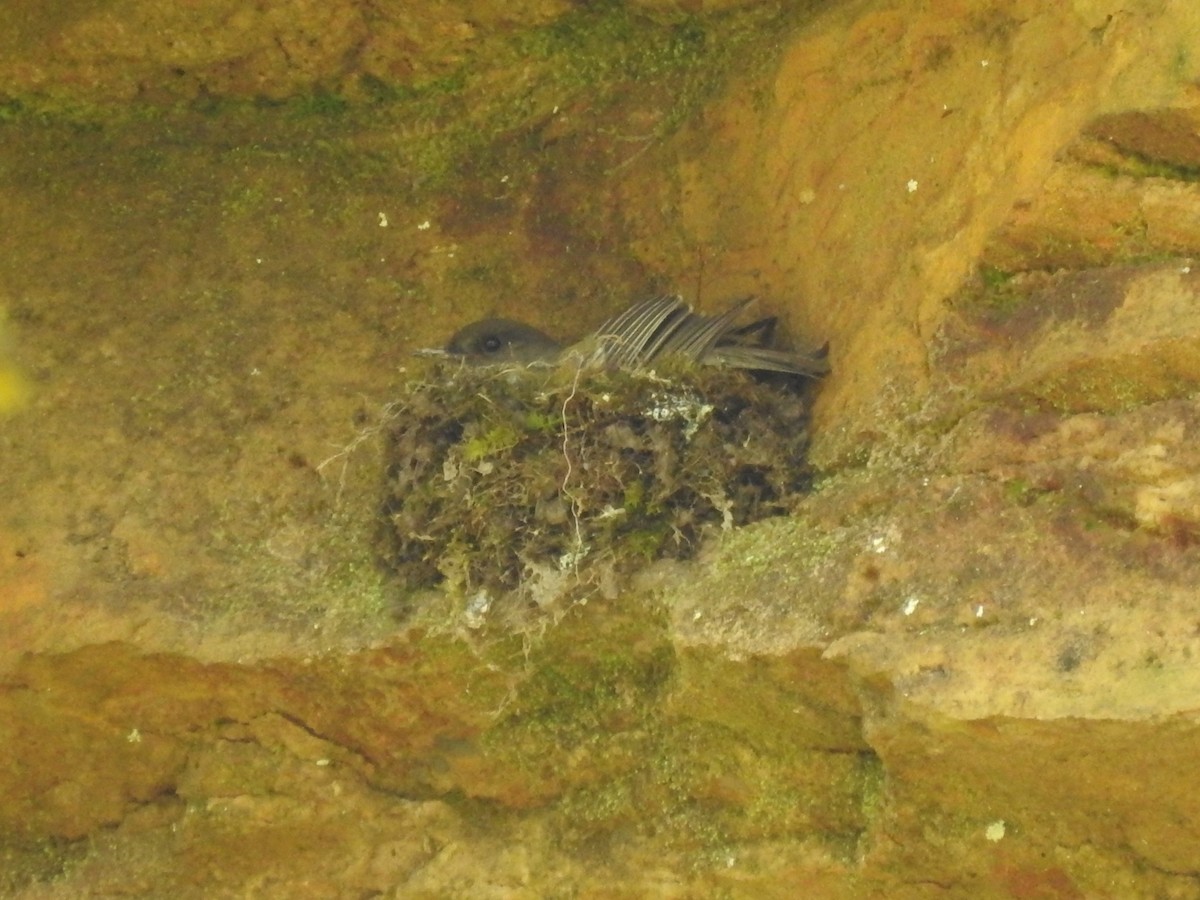 Eastern Phoebe - ML234974921