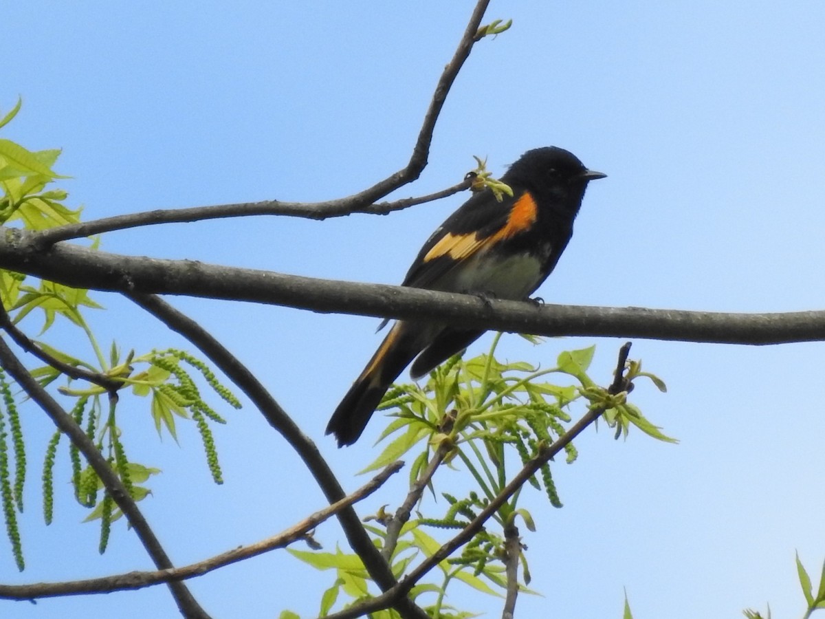 American Redstart - ML234976011