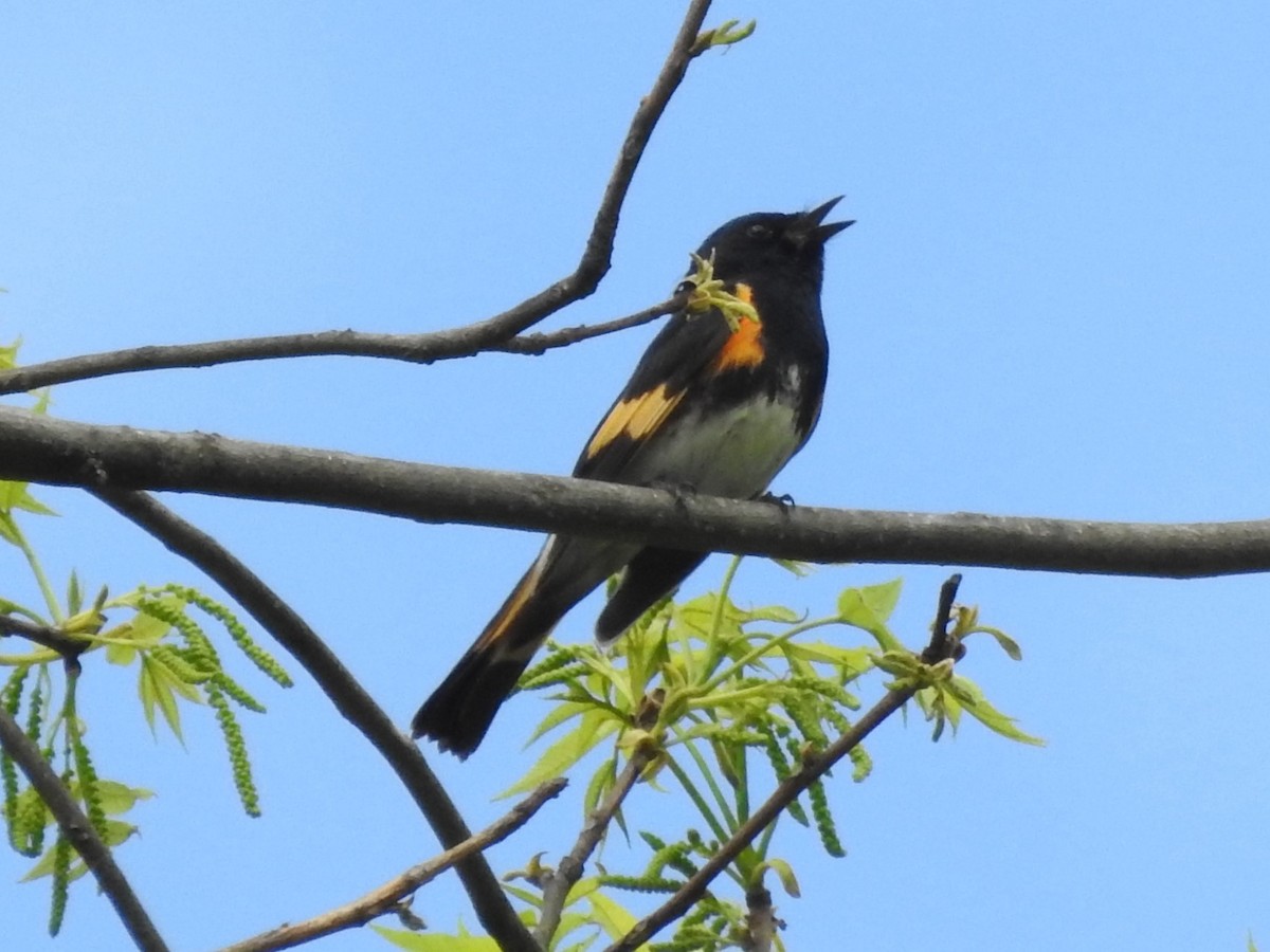 American Redstart - ML234976041