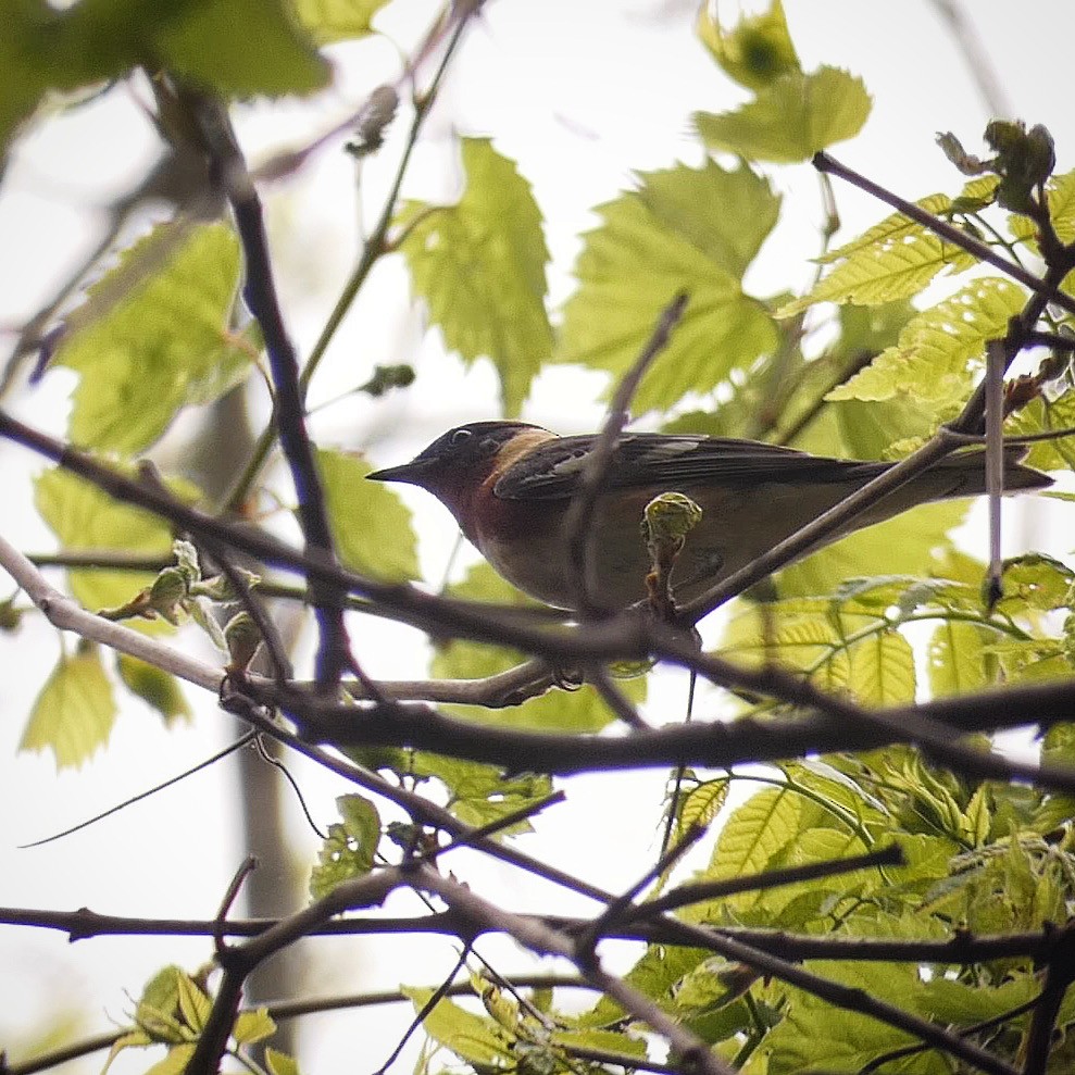 Bay-breasted Warbler - ML234976251