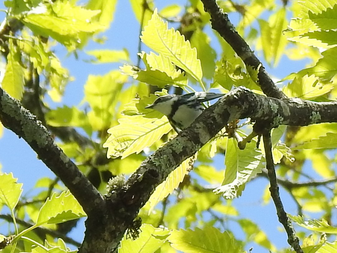 Cerulean Warbler - ML234976821