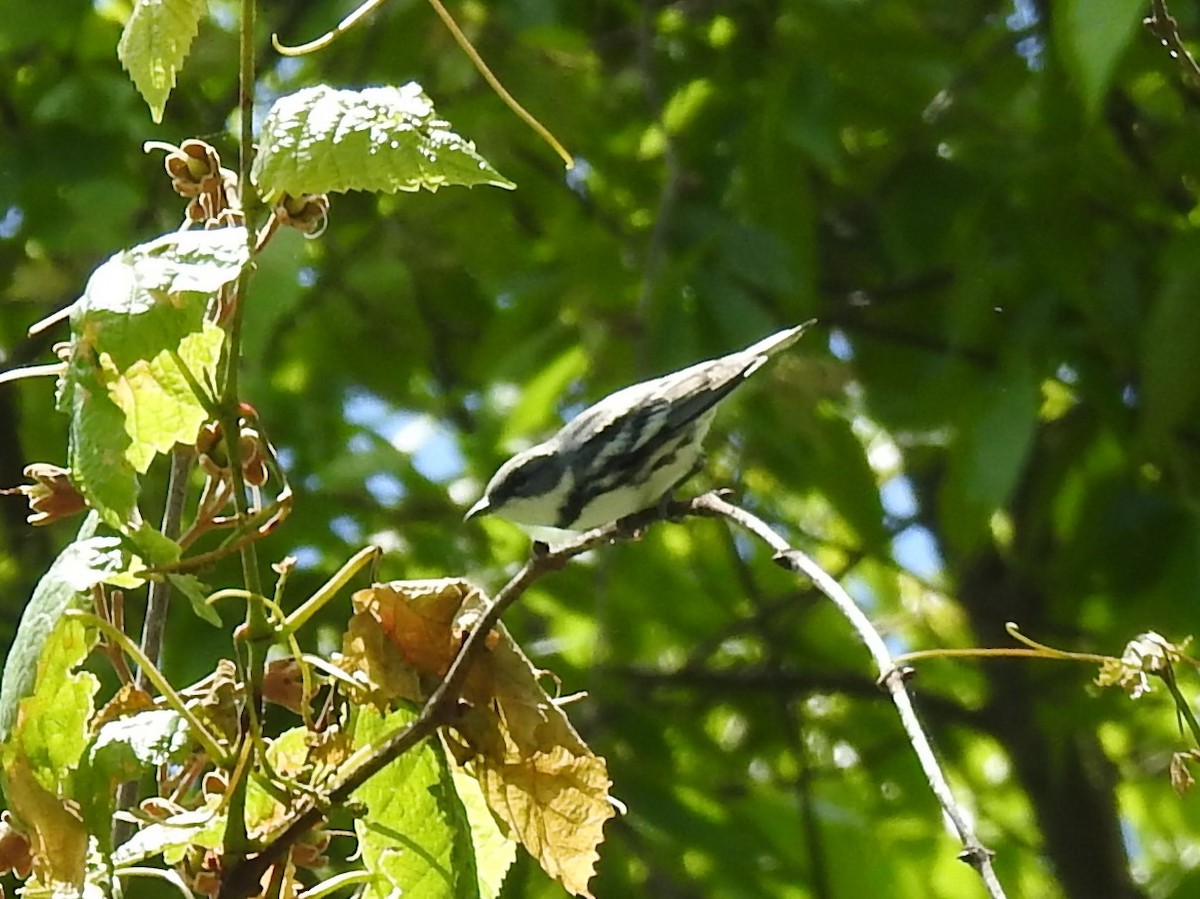 Cerulean Warbler - ML234976831
