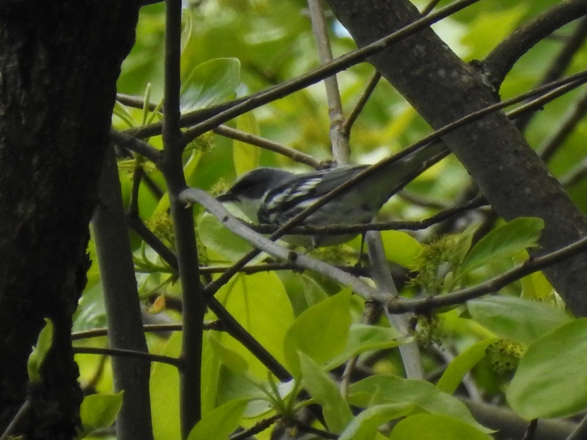 Cerulean Warbler - ML234976851
