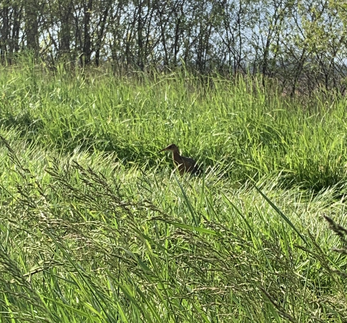 chřástal královský - ML234976871