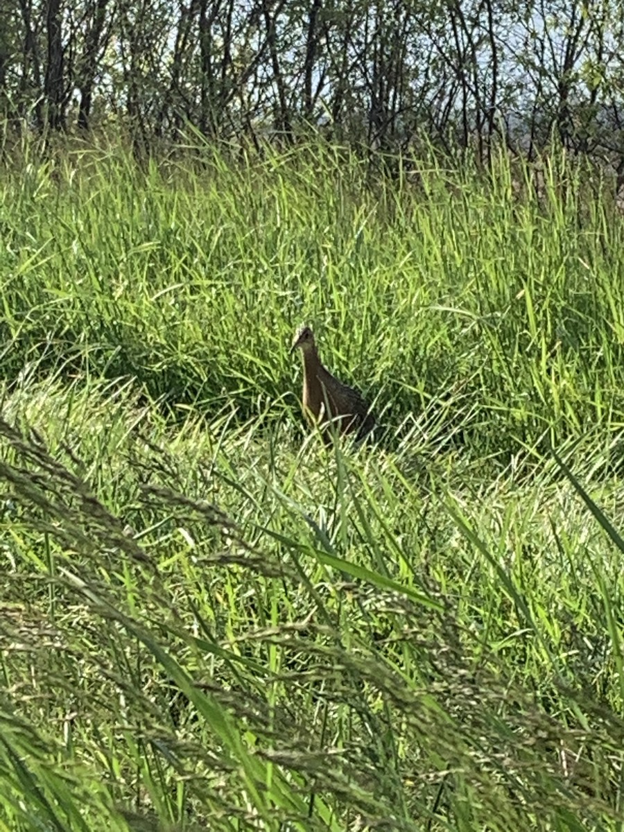 chřástal královský - ML234976991