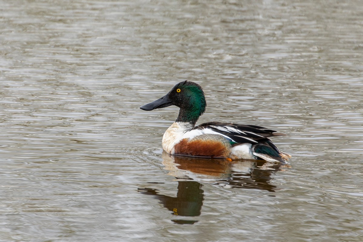 Northern Shoveler - Louis Bevier