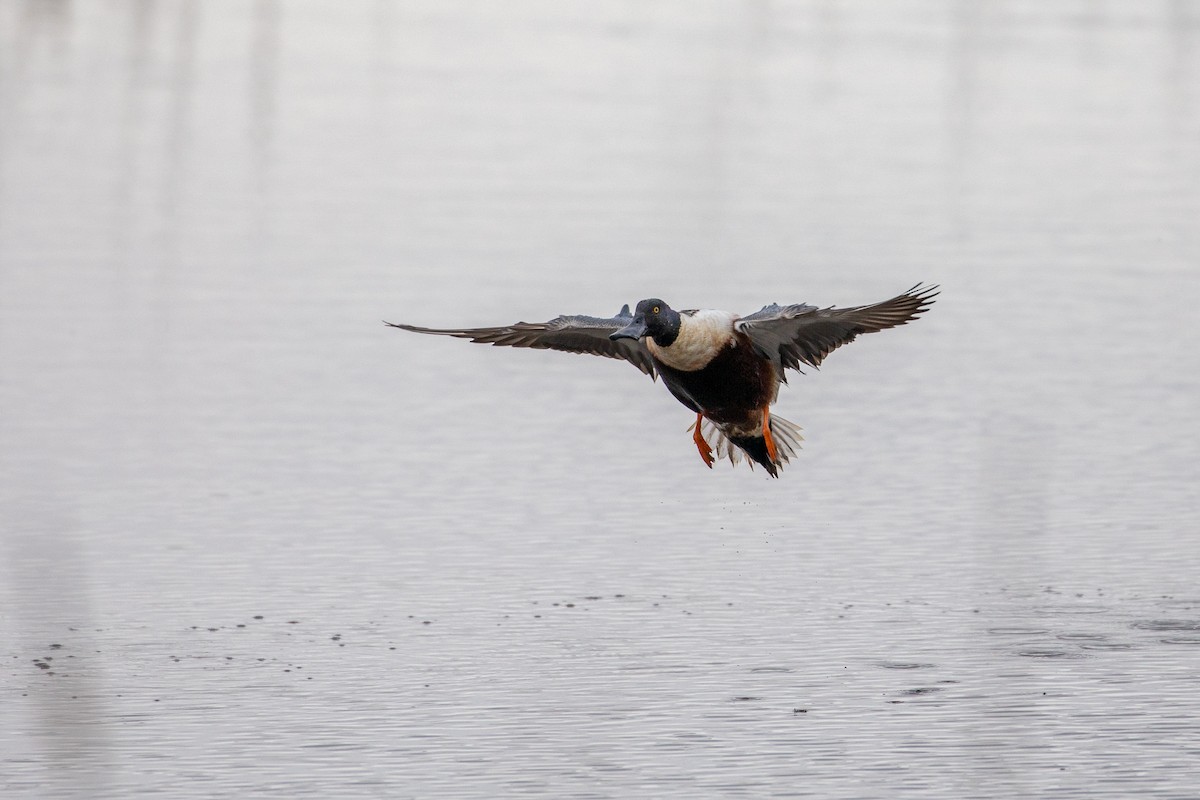 Northern Shoveler - ML234977521