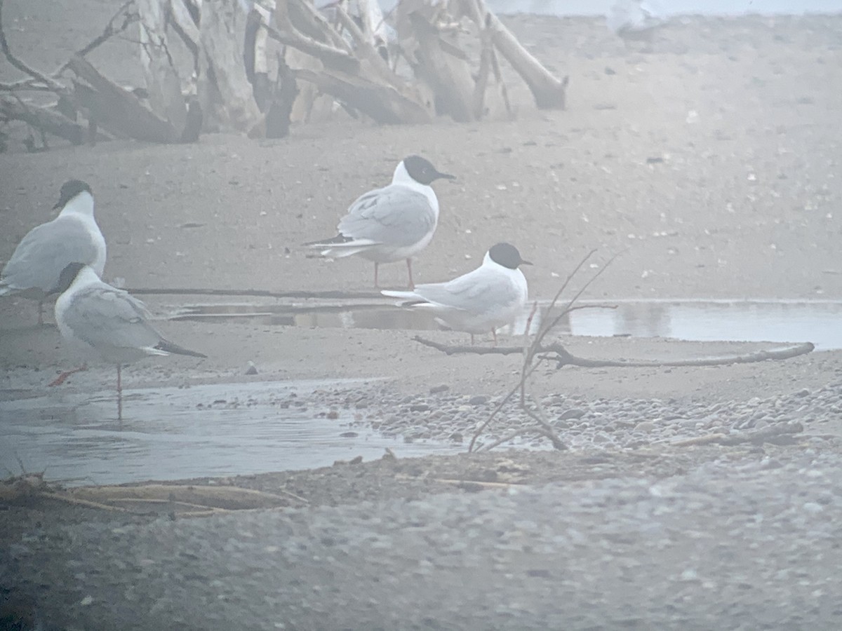 Mouette pygmée - ML234977871