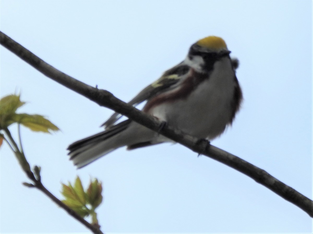 Chestnut-sided Warbler - ML234978231