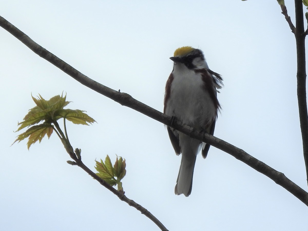 Chestnut-sided Warbler - ML234978241