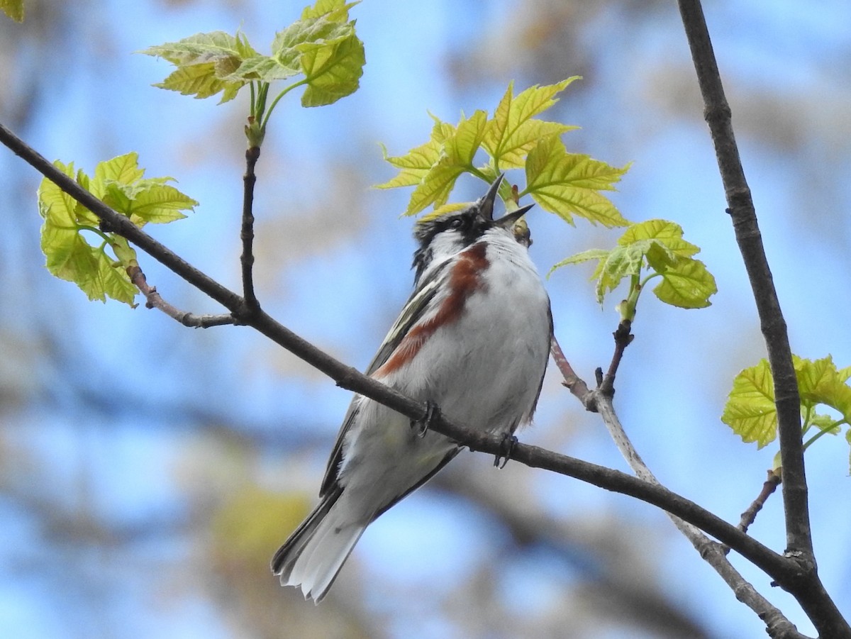 Chestnut-sided Warbler - ML234978251