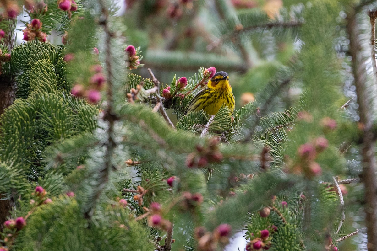 Cape May Warbler - ML234978471