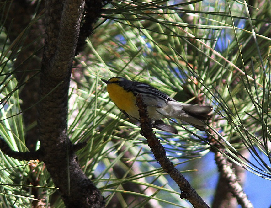 Grace's Warbler - ML23497881
