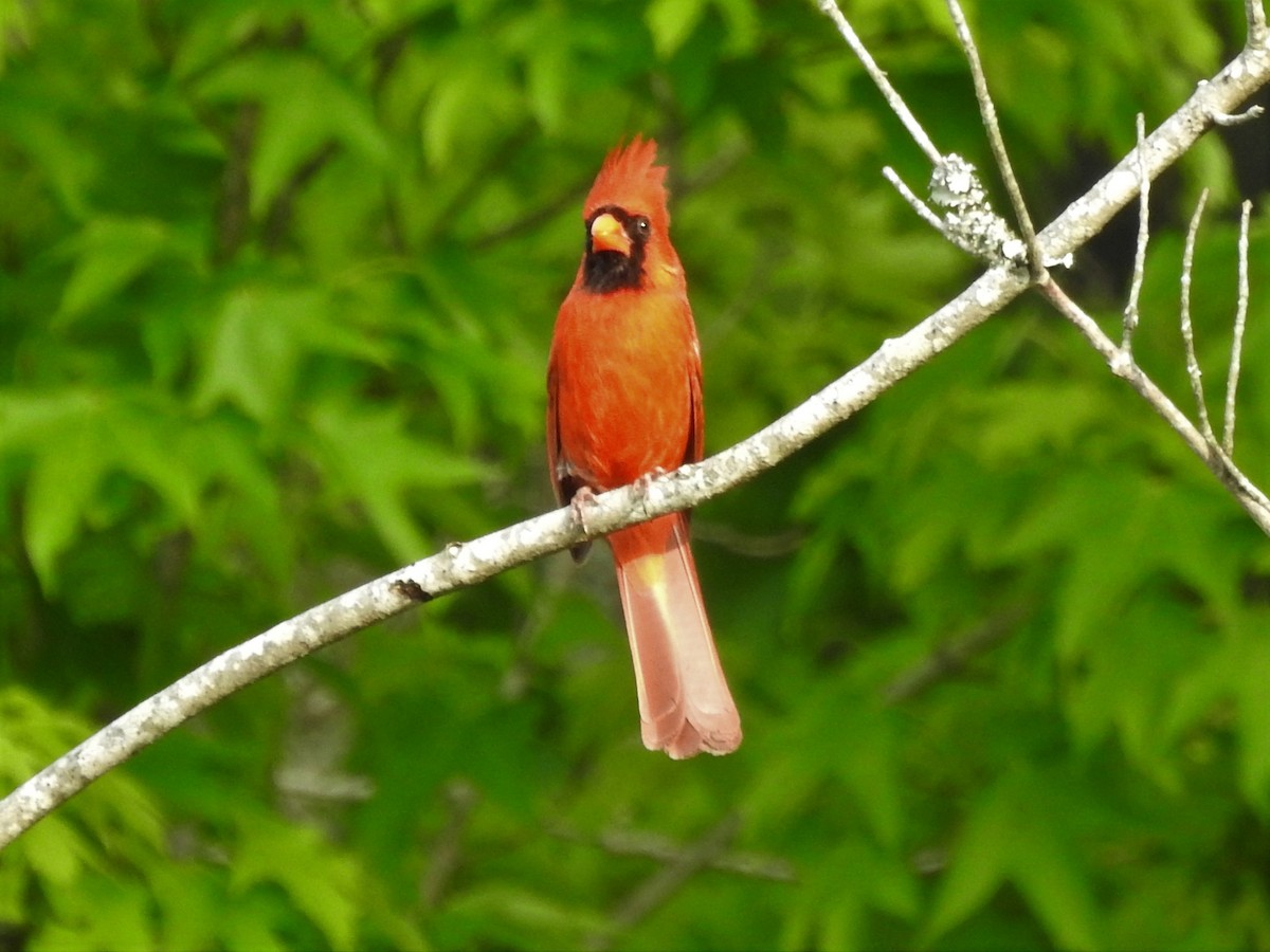Northern Cardinal - ML234978831