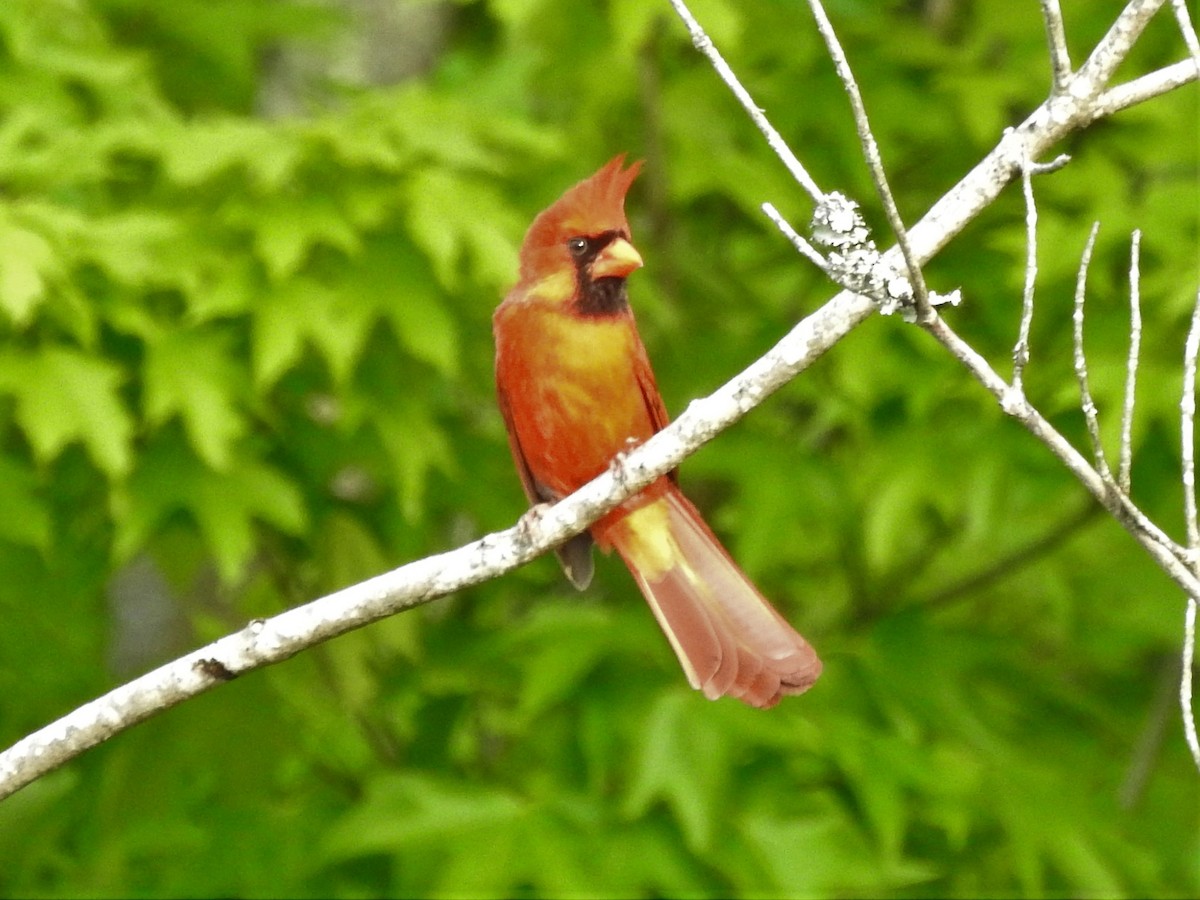 Northern Cardinal - ML234978841