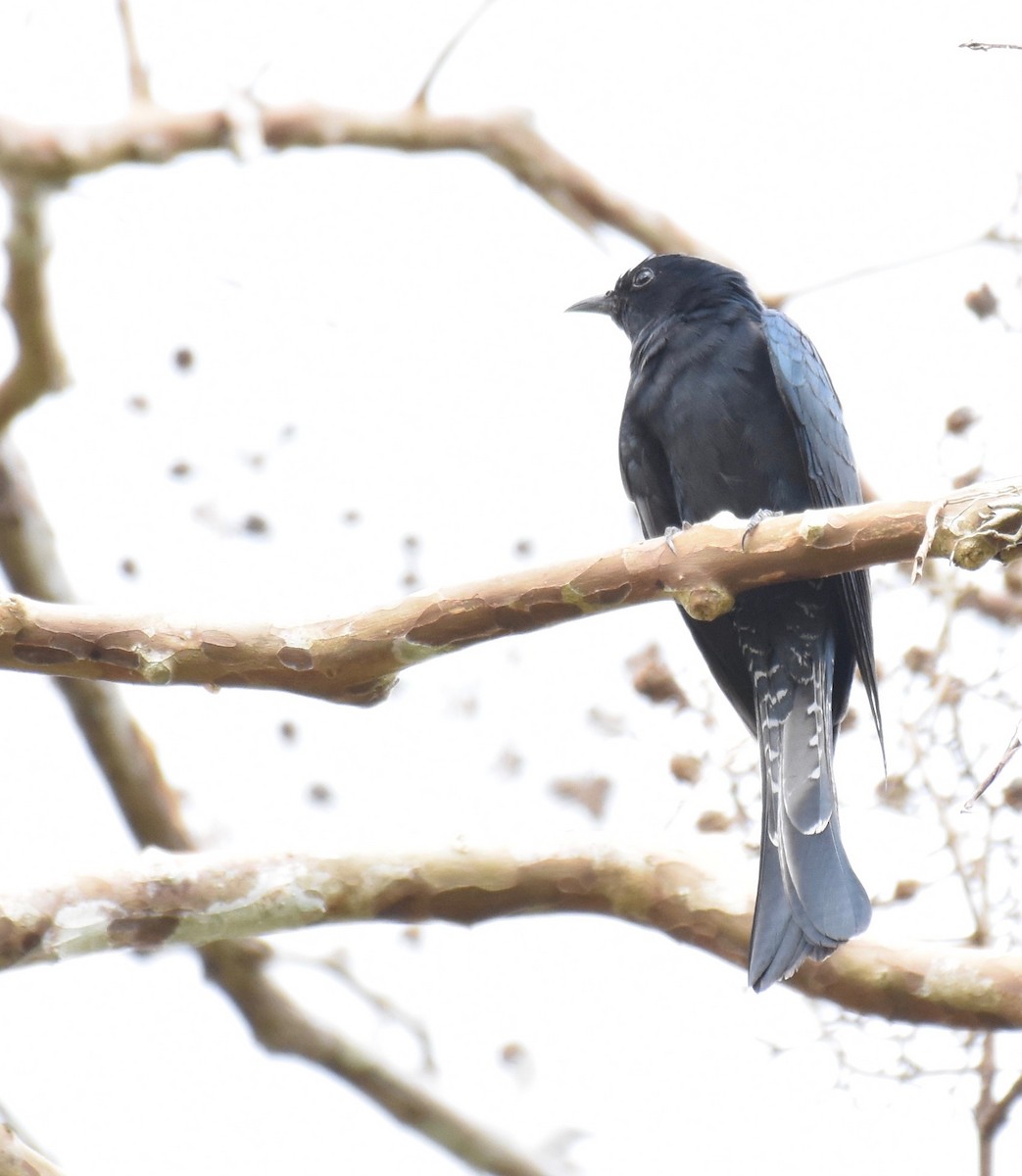 Square-tailed Drongo-Cuckoo - ML234978931