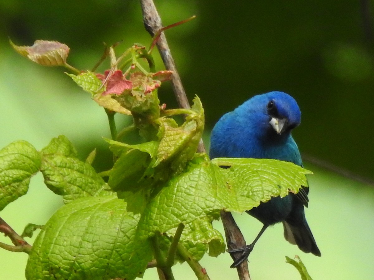 Indigo Bunting - ML234979221