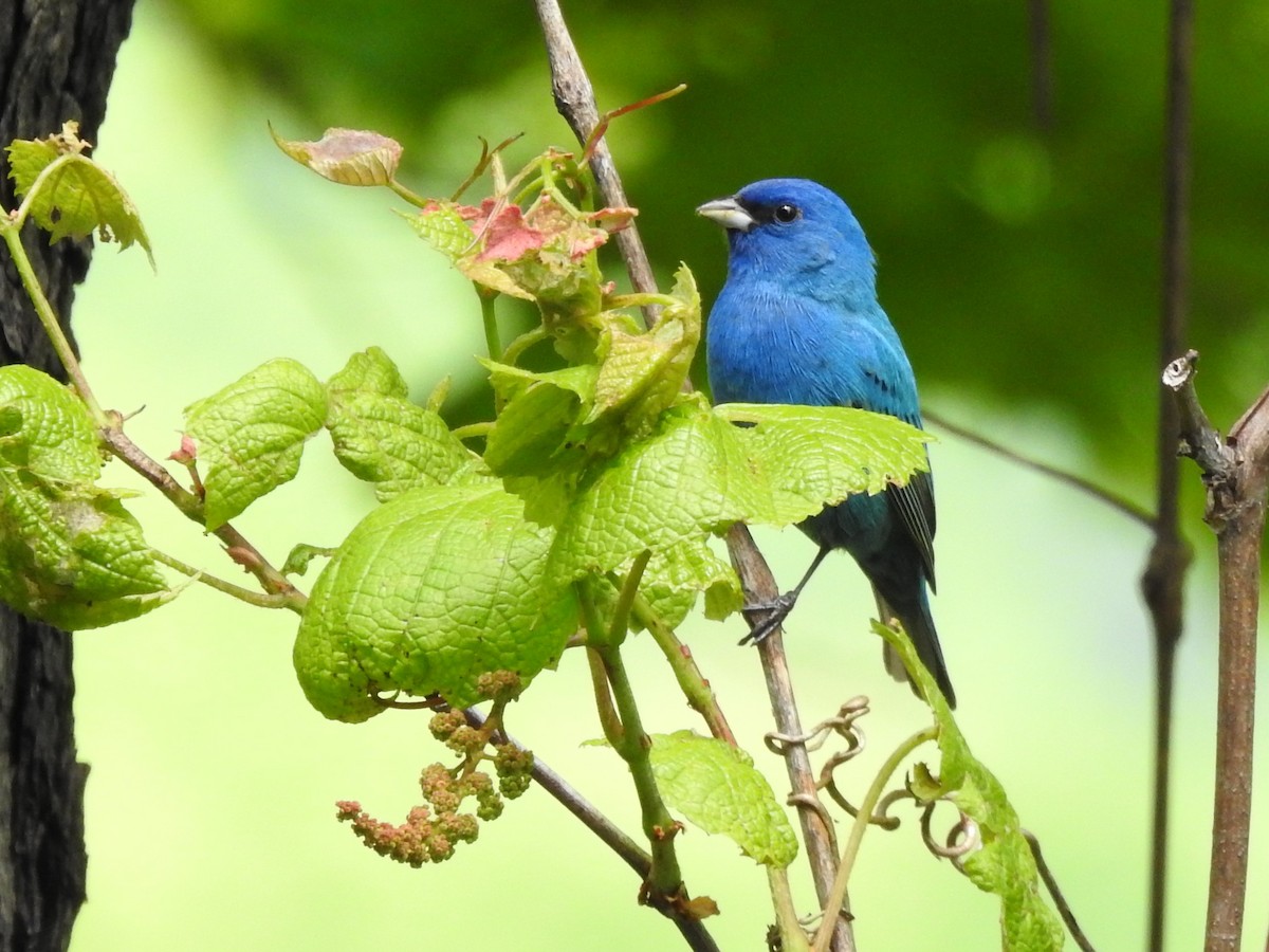 Indigo Bunting - ML234979251