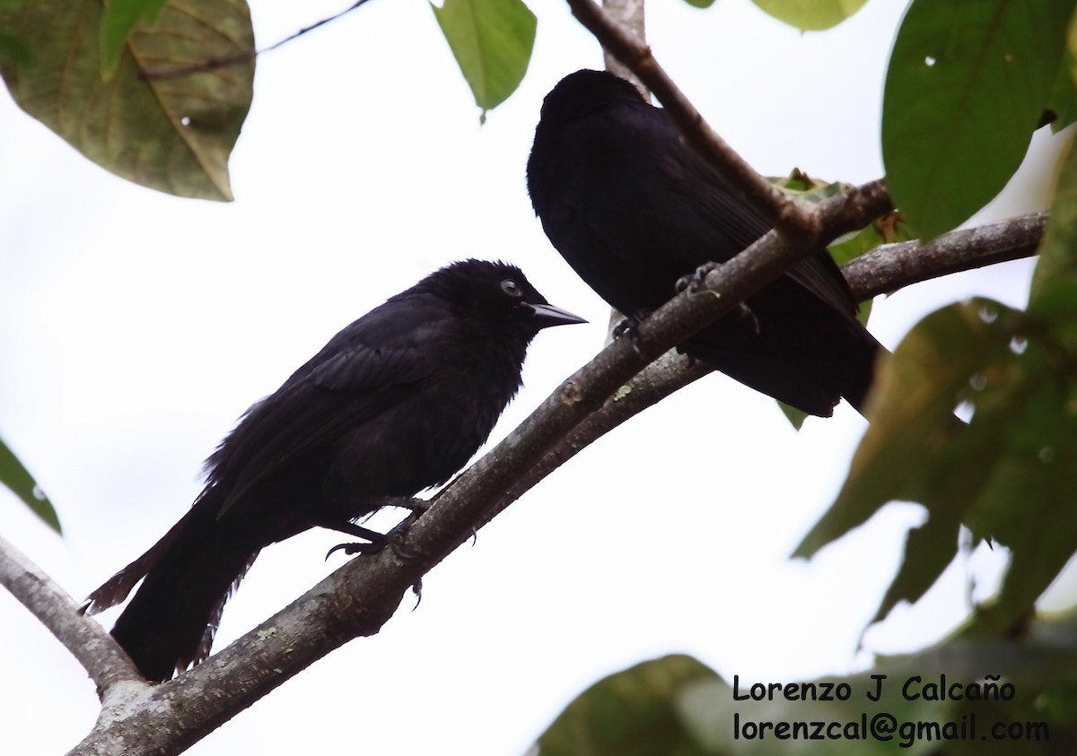 Velvet-fronted Grackle - ML234980811