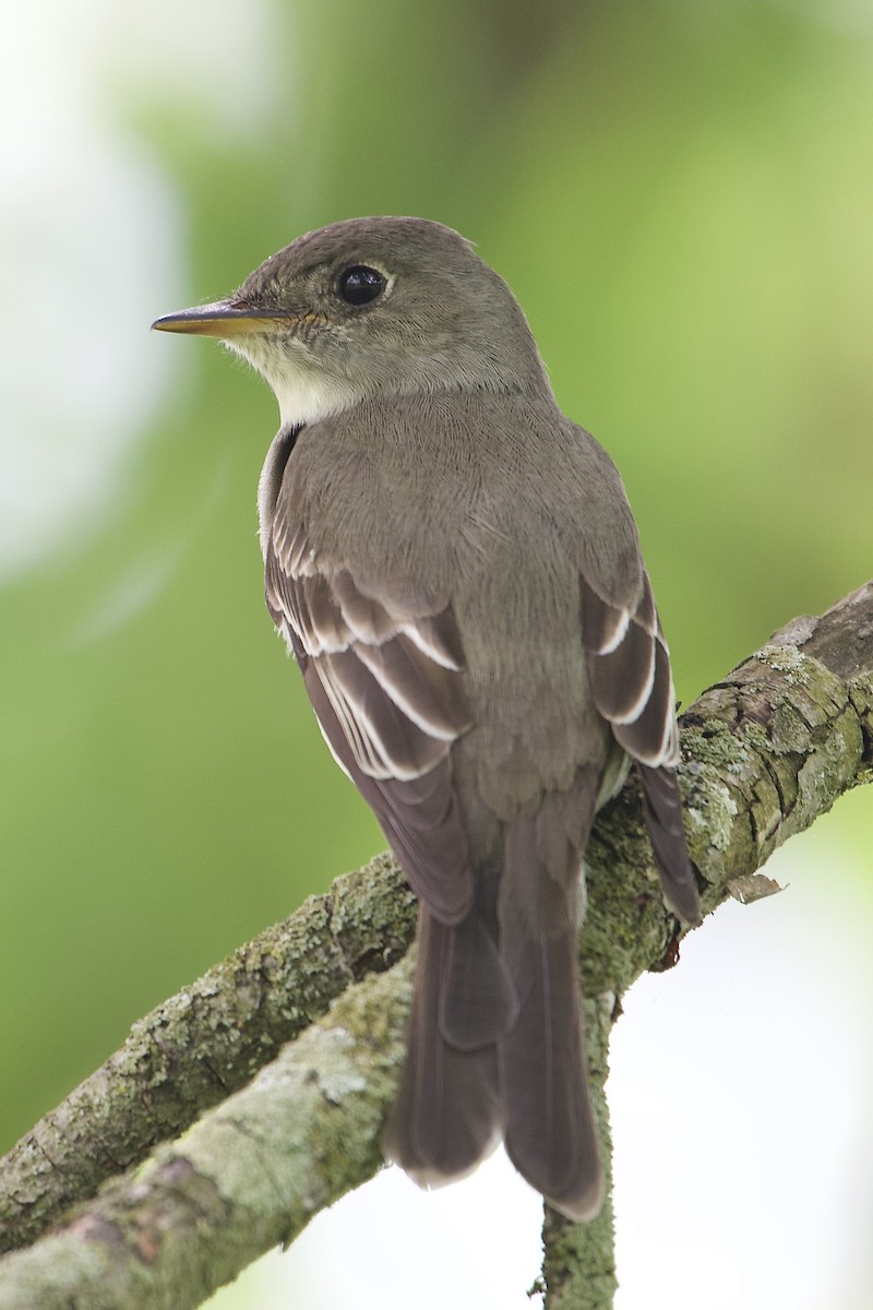 Eastern Wood-Pewee - ML234982711